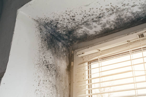 Affordable Mold Cleanup solutions in Canton, MA